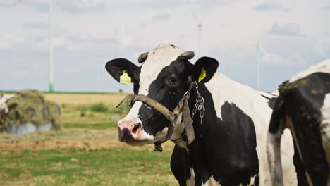 holstein friesian cow with halter in the farm. - closeup shot