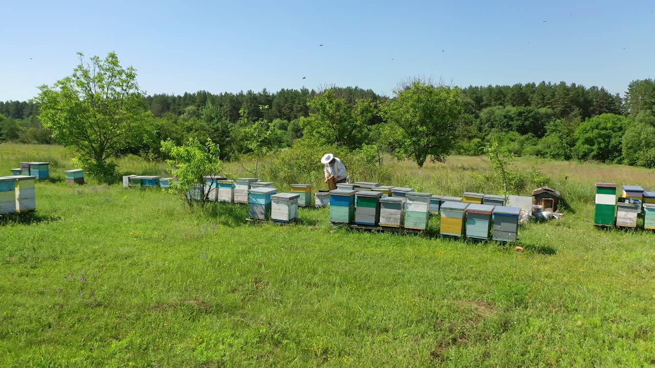 Apiary among green nature. Wooden beehives on the field. Beekeeper working on a bees farm in sunny day. Apiary concept.
