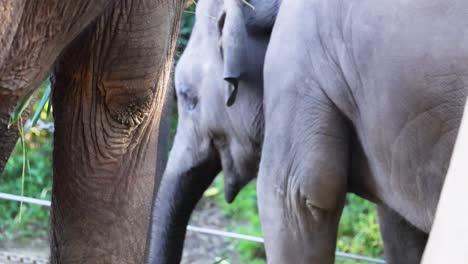 elephants in close interaction at melbourne zoo