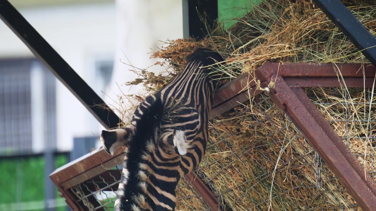 En zebra strækker sig opad for at spise hø fra en foderautomat, hvilket viser naturlig ædeadfærd og interaktion med dens miljø.