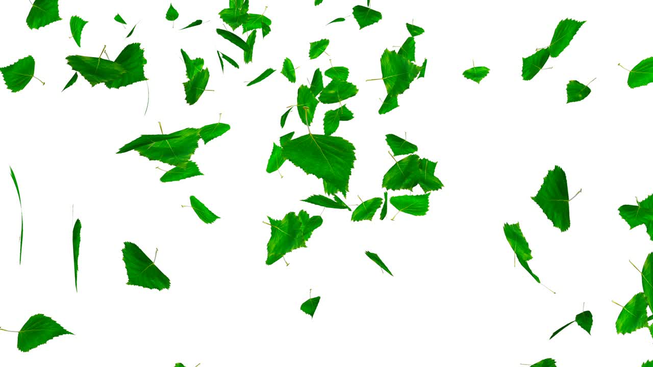 녹색 잎이 떨어집니다.