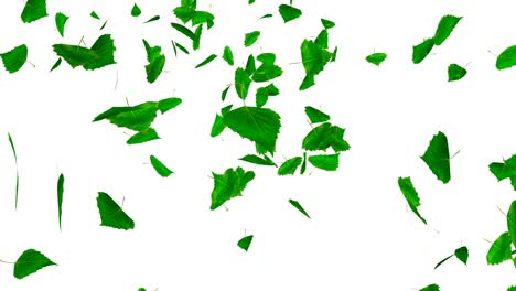hojas verdes que caen.
