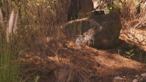 enfoque en la piedra en un bosque
