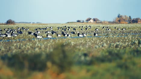 a flock of migrating wild geese on the flooded meadow