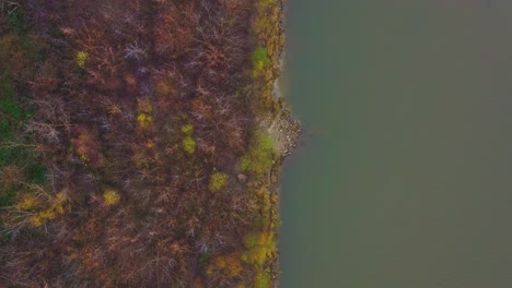 bosque de otoño cerca del lago
