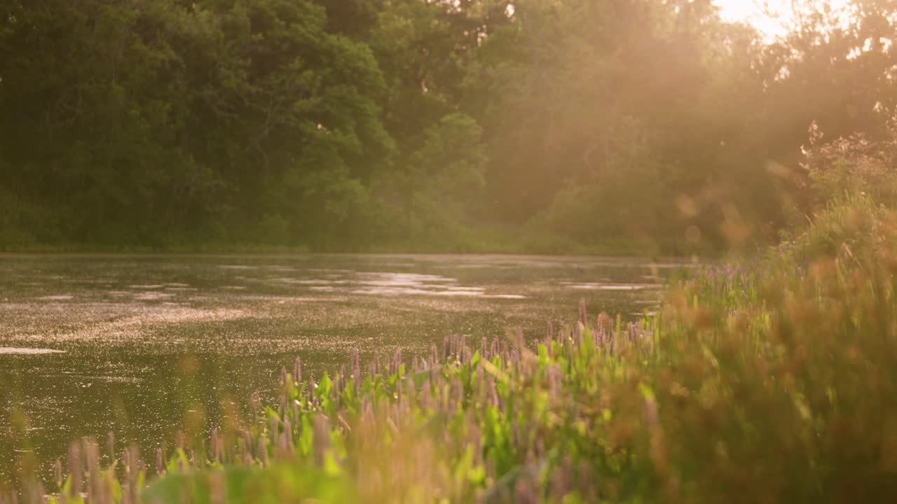 개인 사냥 목장의 텍사스 강에서 일출, 여름에는 풍부한 초목이 있는 황금 시간에 보라색 피커렐 잡초에서 태양 플레어