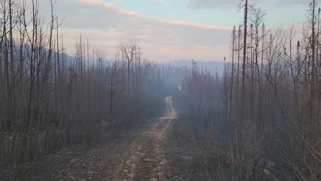 panning view down dirt road surrounded by burnt trees from wildfire