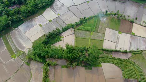 Irrigated-rice-fields-at-Pangenan-village-in-Muntilan-Indonesia