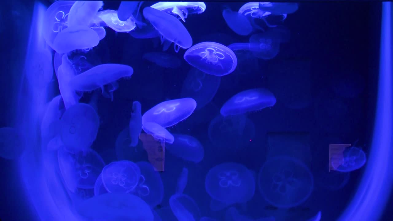 vista de medusas en el acuario del zoológico