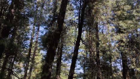 Panorámica-Sobre-Enormes-Pinos-En-Un-Verano-Soleado-En-El-Bosque