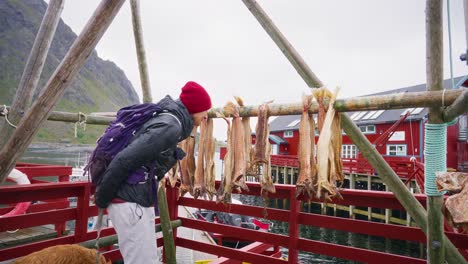 A-beautiful-young-woman-smells-the-drying-salmon-fish-on-a-drying-rack-in-the-village-of-Å,-Lofoten-Islands,-Norway