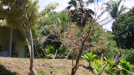 un disparo deslizante y cuesta arriba que muestra una serie de árboles tropicales y céspedes mantenidos con una pequeña vivienda detrás