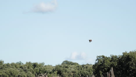 A Falcon Circling In The Blue Sky As A Bird Predator Looking Out For Prey In Portalegre, Alentejo Portugal. - Aerial Tracking Shot
