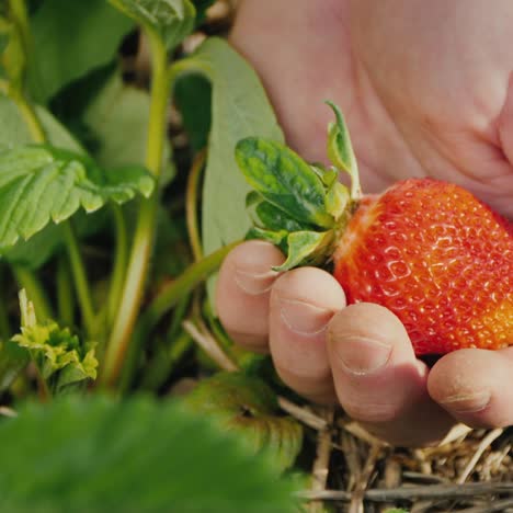 a huge strawberry berry on the farmer's palm