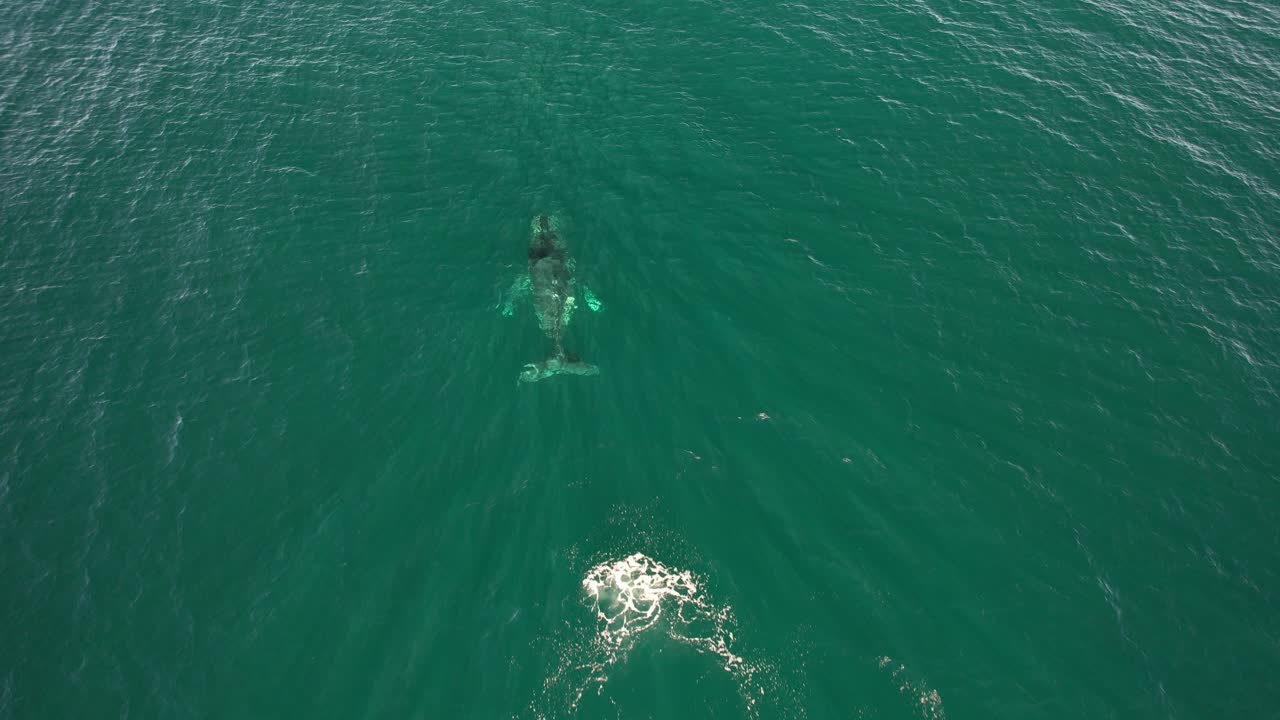 Humpback Whale Swimming In Turquoise Ocean In Australia - Drone Shot