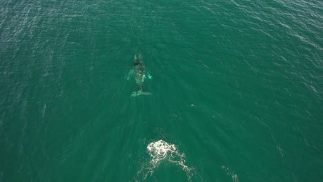 humpback whale swimming in turquoise ocean in australia - drone shot
