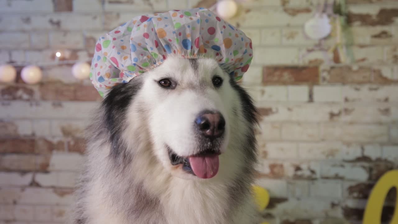 dog out of the shower, wearing a water cap, alaska dog travel advertising, image of animals with warm tones and earth colors, brown, beige, white, yellow, brick background