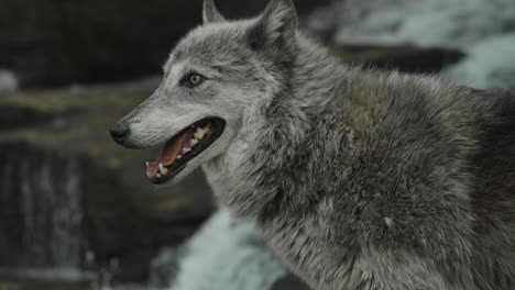 tilt up shot of a gray wolf standing near a cascading waterfall