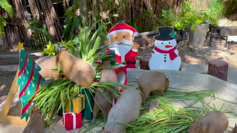 capybaras enjoy grass near festive decorations