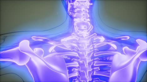 cuerpo humano transparente con huesos visibles