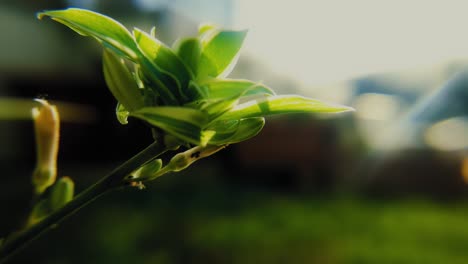 Timelapse-De-Flores-Con-Fondo-Borroso-Y-Puesta-De-Sol-En-4k,-Sin-Ruido