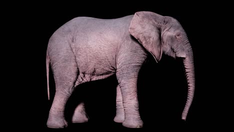 gran elefante africano se encuentra en el suelo en un fondo aislado con canal alfa. animación de bucle sin fisuras para animales, naturaleza y fondos educativos.