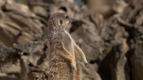 close up of meerkat looking around the environment