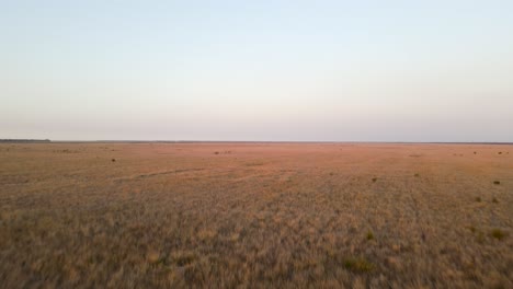 Vista-Aérea-En-Movimiento-De-Una-Gran-Extensión-De-Hierba-Seca-Alta-En-El-Interior-De-Australia-Mientras-Se-Pone-El-Sol