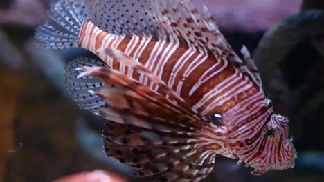 lionfish in an aquarium