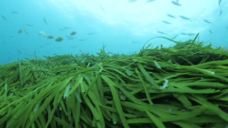 estudio de estudio marino que muestra el movimiento de las hierbas marinas causado por las oleadas oceánicas