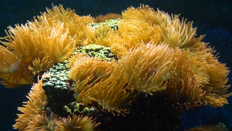 Beautiful-yellow-sea-anemone-in-motion-in-deep-ocean-during-sunlight-reflecting,close-up