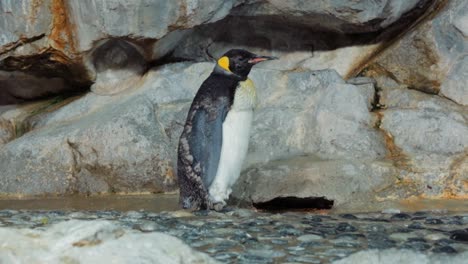 a penguin walking very slowly