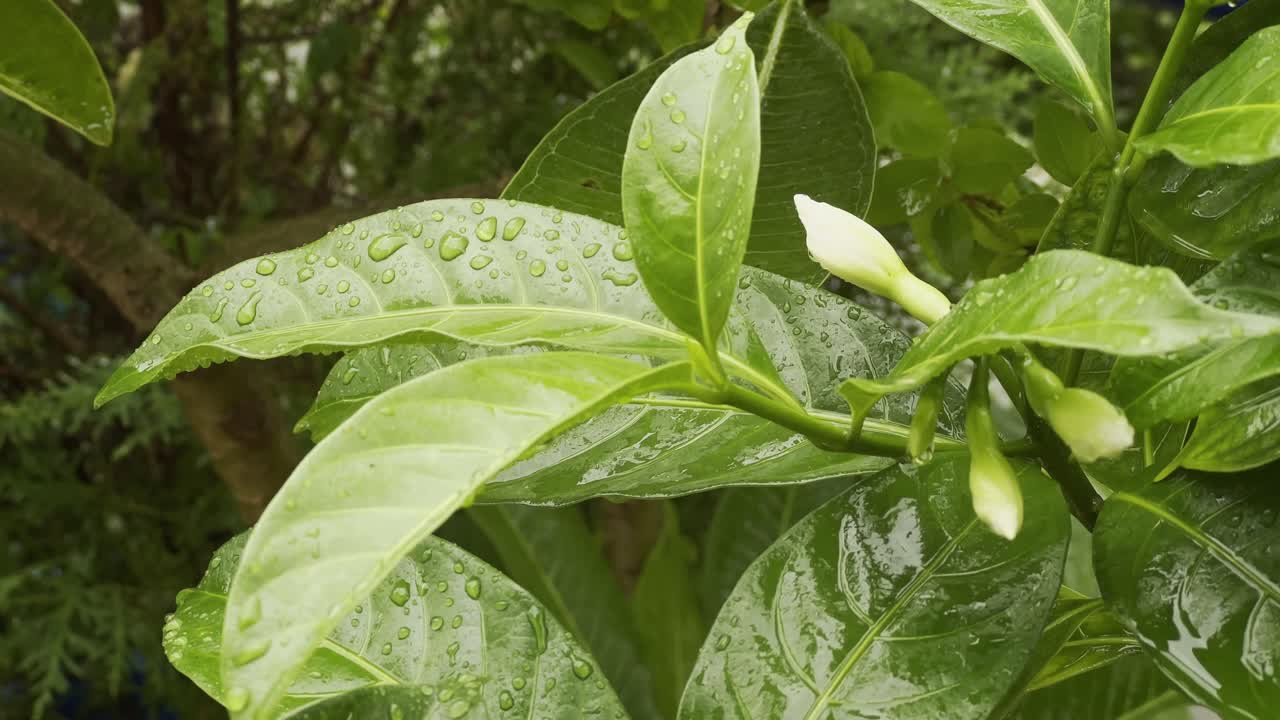 a close-up view of a plant with green leaves and white buds, showcasing the beauty of nature after a rain shower. The leaves are adorned with water droplets, glistening in the light