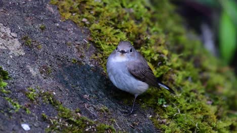 Taiga-Flycatcher,-Female,