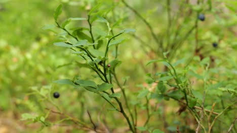 recogiendo arándanos en un bosque