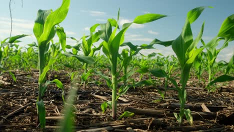 vibrant young corn stalks flourish in a fertile field under a clear blue sky. a low-angle shot highlights healthy growth, rich soil, and the promise of a bountiful harvest.