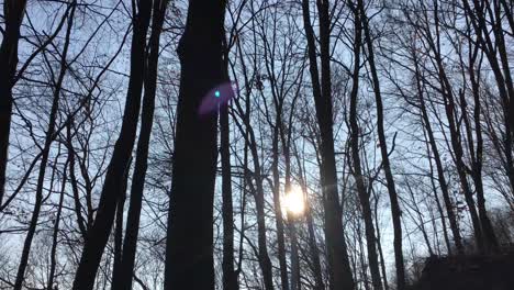 walking on a forest road with the sun up in the sky and the sunlight getting through the tree branches on early spring season