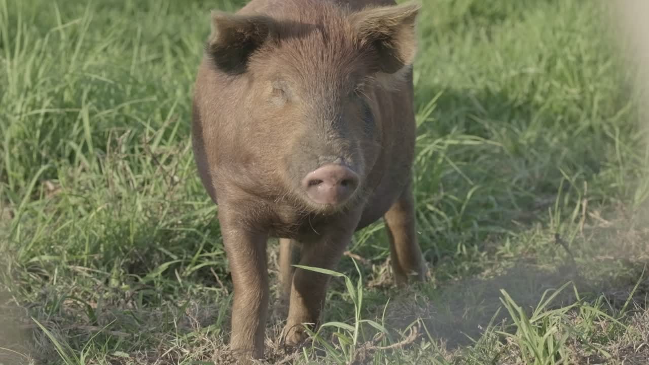 Brown Pig in a Grass Field