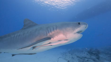 emma the famous tiger shark swims by and up to the surface with beautiful light in the bahamas at tiger beach with a boat at the surface 5