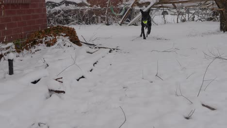 Am-Ersten-Tag-Des-Frühlings-Oder-Winters-Schneit-Es-Und-Wirft-Einen-Spielzeugball-Mit-Dem-Schwarzen-Labradorhund-Labradane-Oben-Rechts-Im-Rahmen