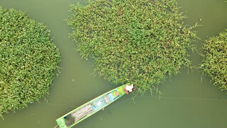 person in boat harvesting green morning glory from geometrical circular crops on lake in southeast asia