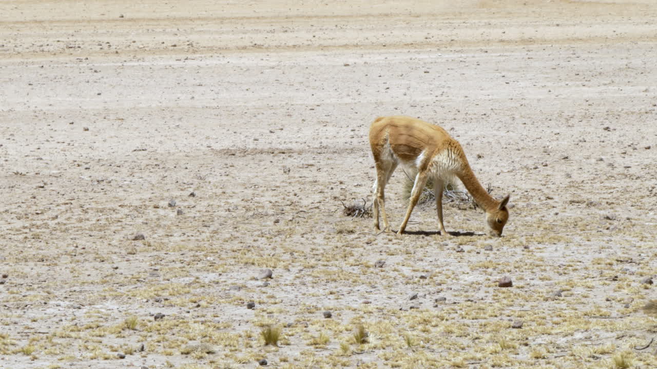 A single vicu&ntilde;a grazing in a field in Arequipa, Peru