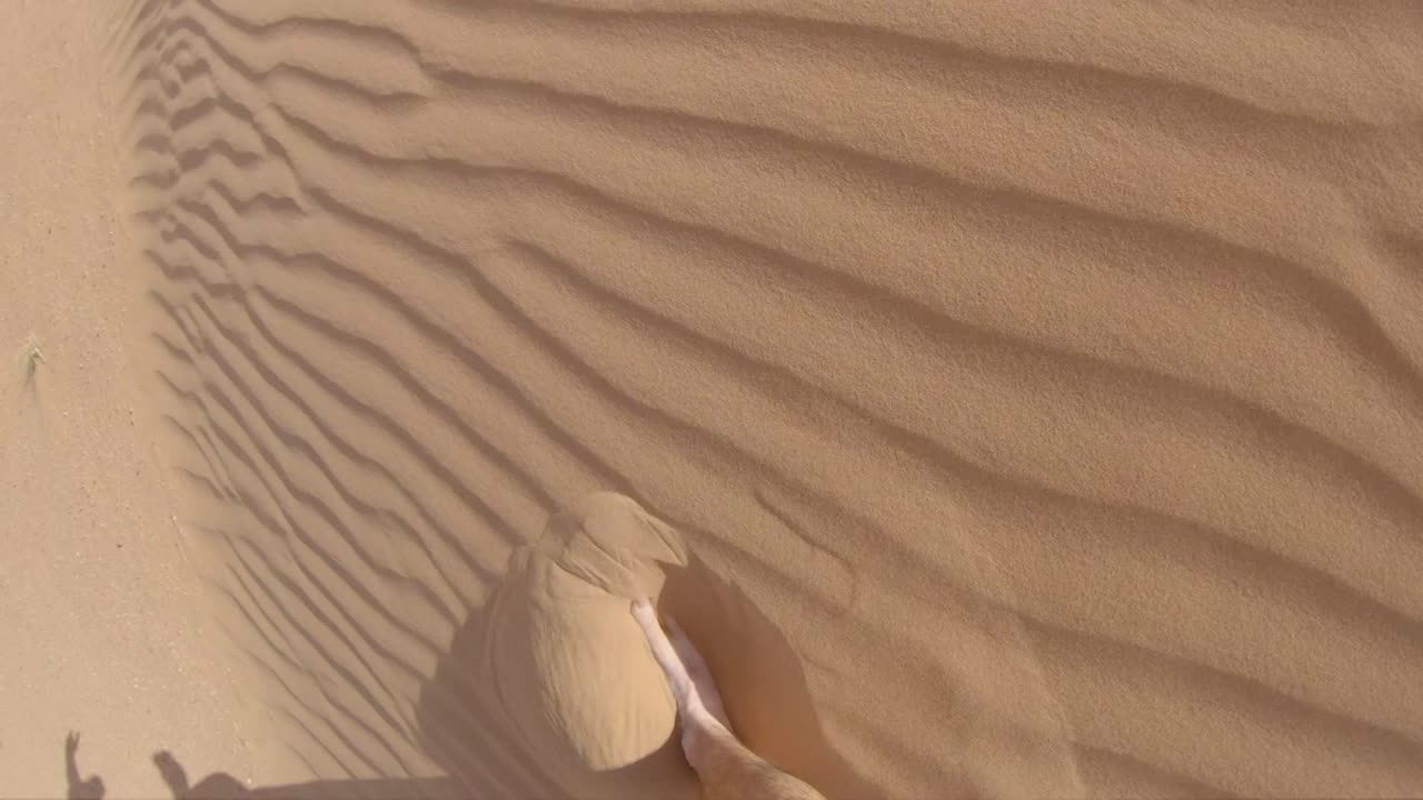 Walking through the ripples of a wind swept sand dune with bare feet in 240fps.