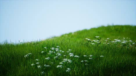 field of green fresh grass under blue sky