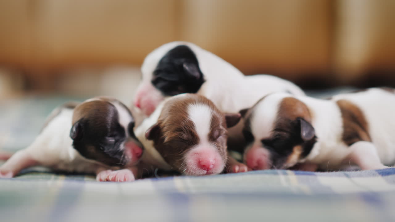 cachorro recién nacido 06