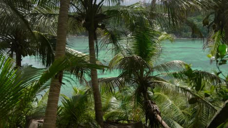 video cinematográfico de la jungla en las seychelles en la isla ile moyenne