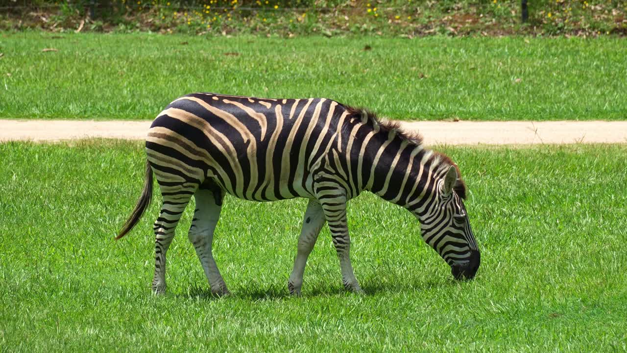 En Steppezebra (Equus quagga) græsser på grønt græs i solen, nærbillede.