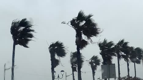 Violent-Gale-Bending-Coastal-Palm-trees