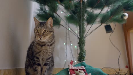 Cat by Christmas Tree
