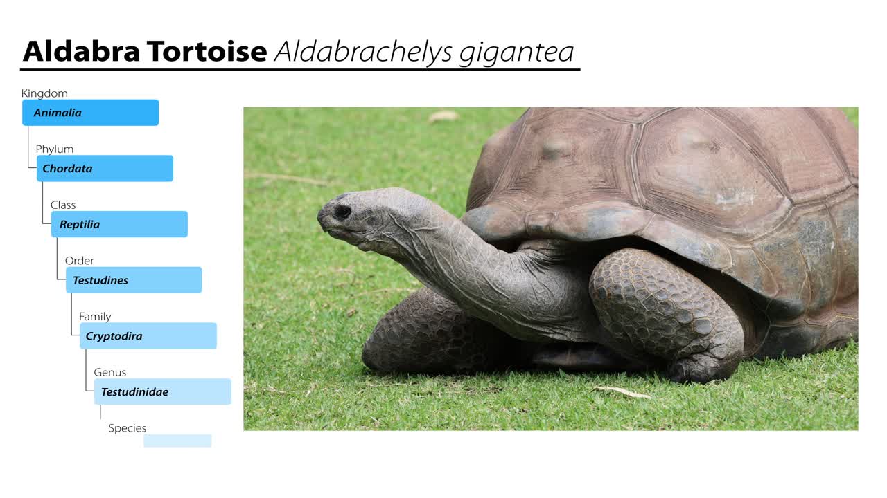 tortuga aldabra con detalles de clasificación